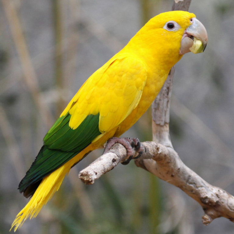Golden conure