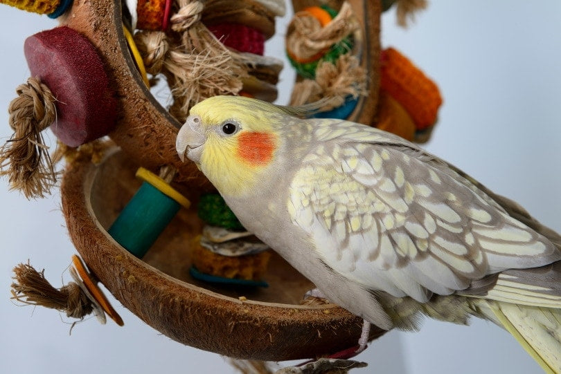 Cockatiels