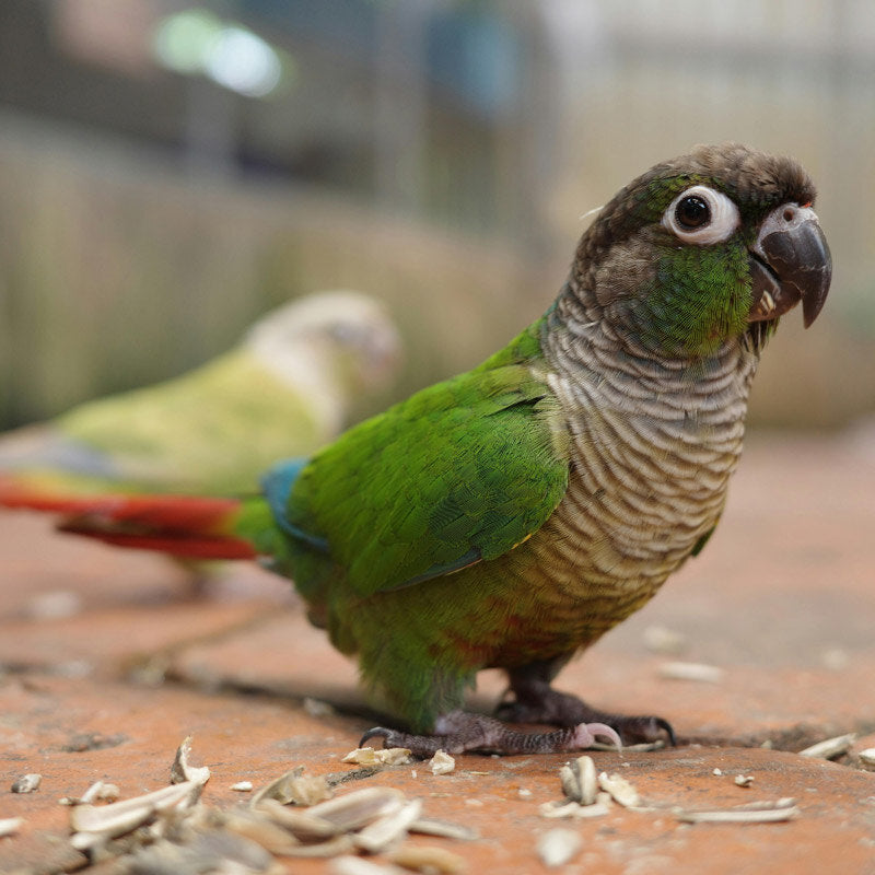 Green cheek conure