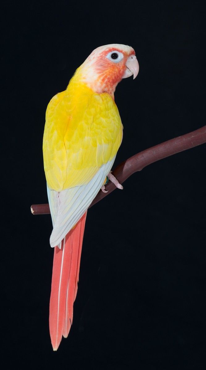 Sun cheek conure