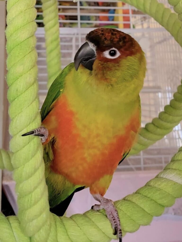 Nansun conure