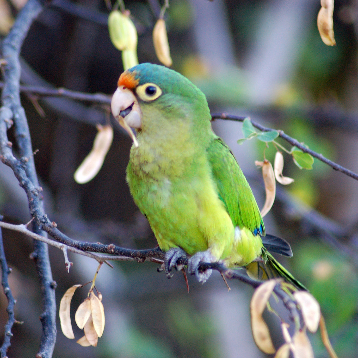Half moon conure