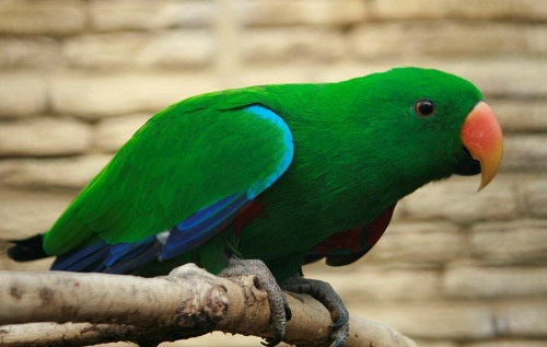 Eclectus