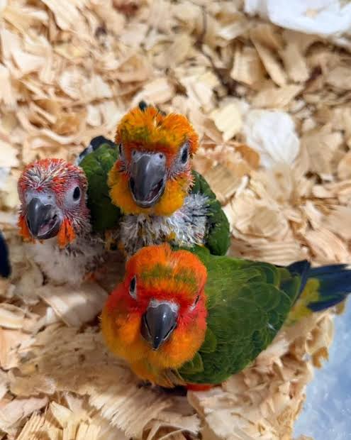 Sun conure