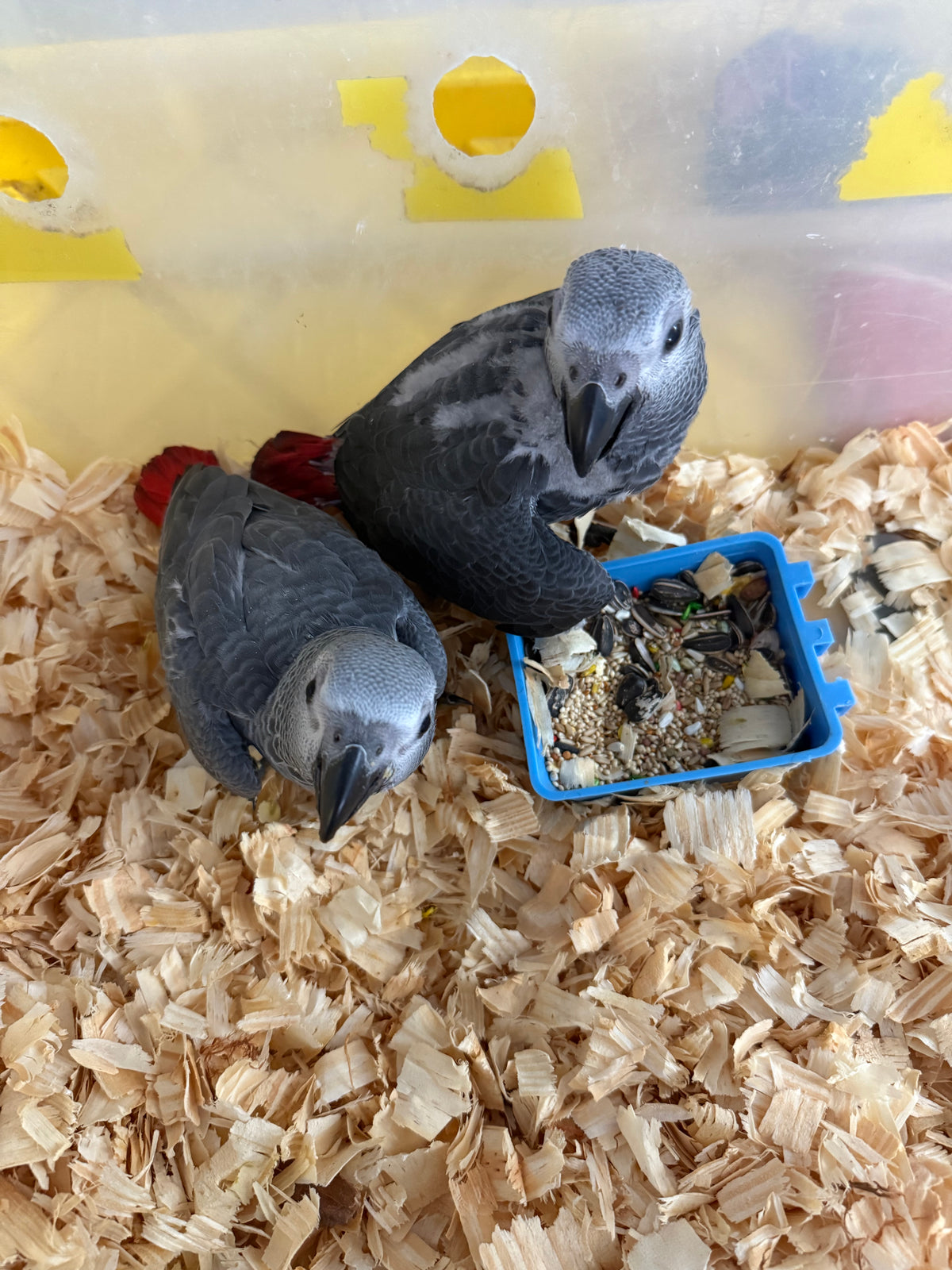 African grey