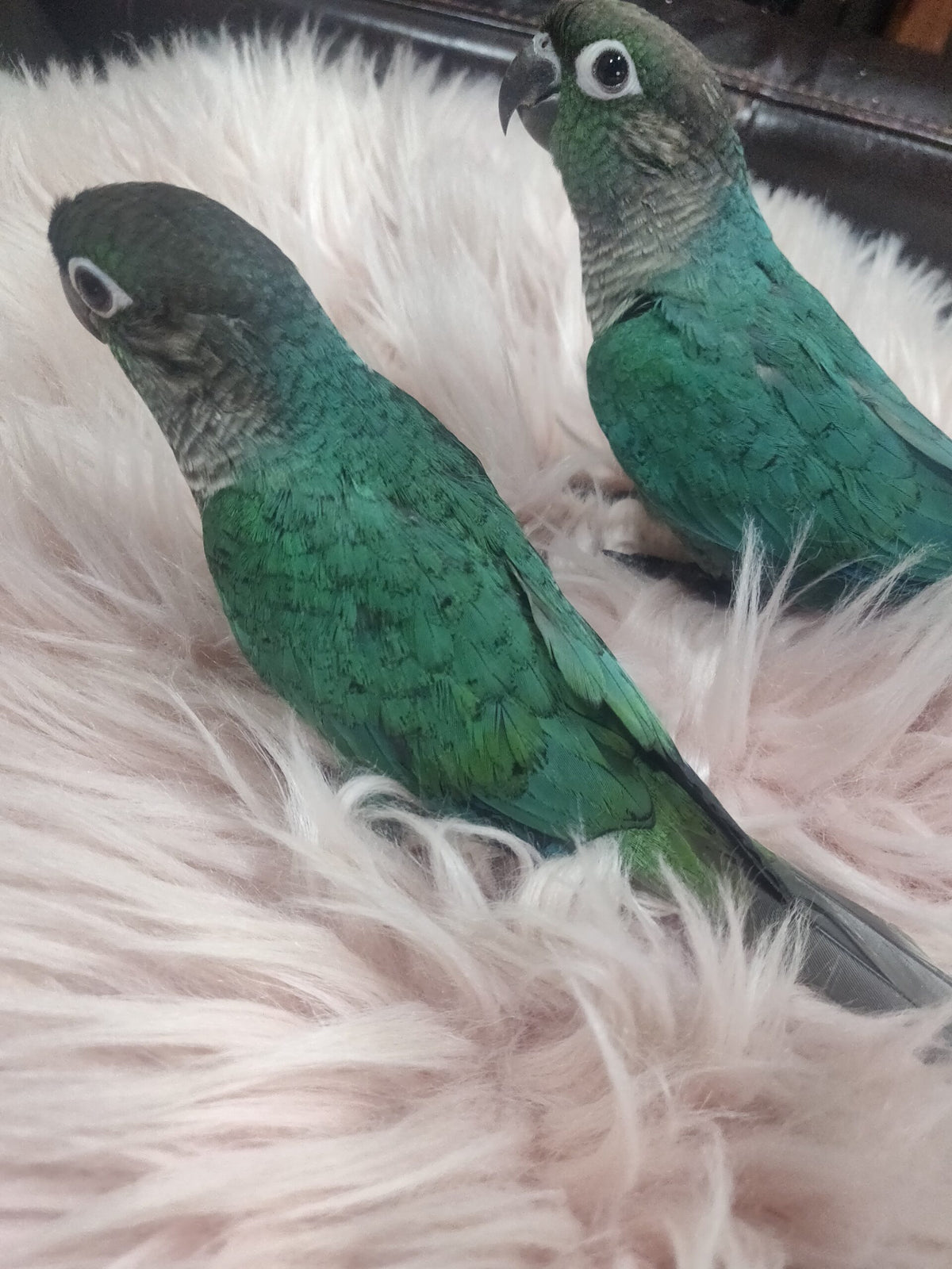 Green cheek conure