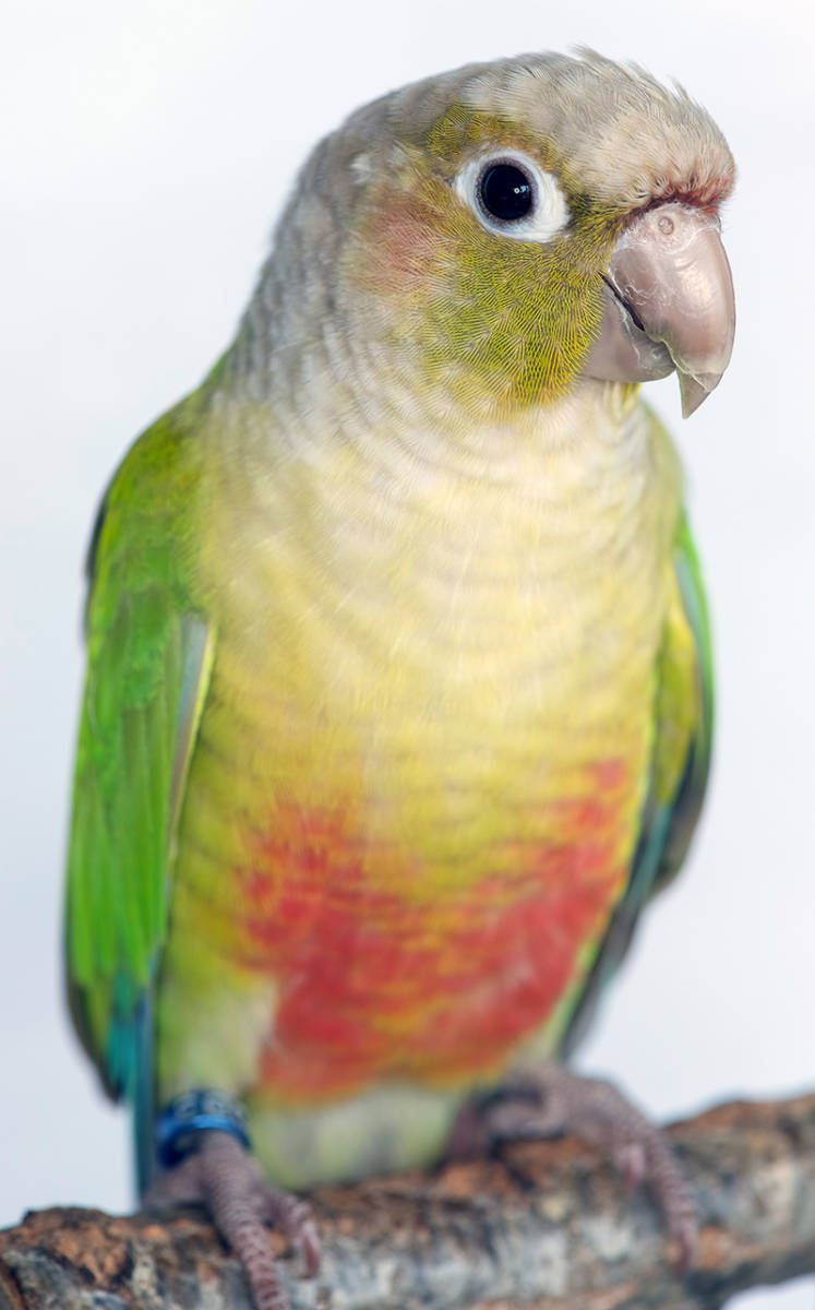 Green cheek conure