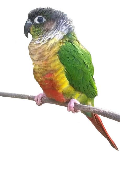 Green cheek conure
