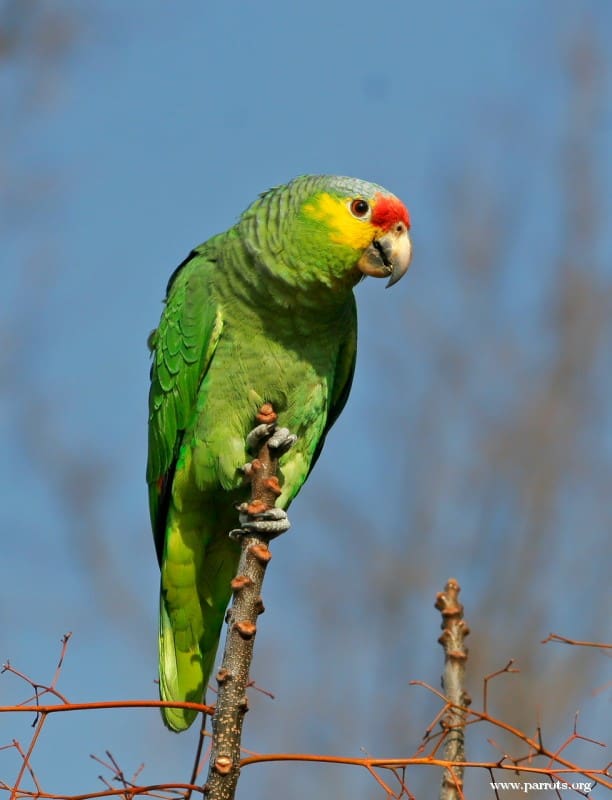 Red Lored Amazon