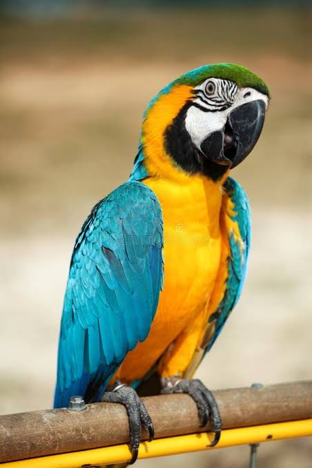 Blue and gold macaw