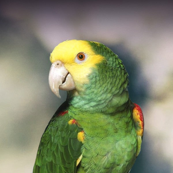Yellow head Amazon