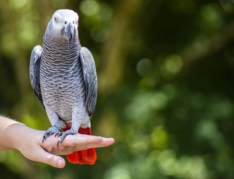 African grey