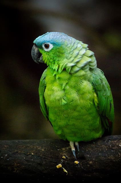 mealy amazon