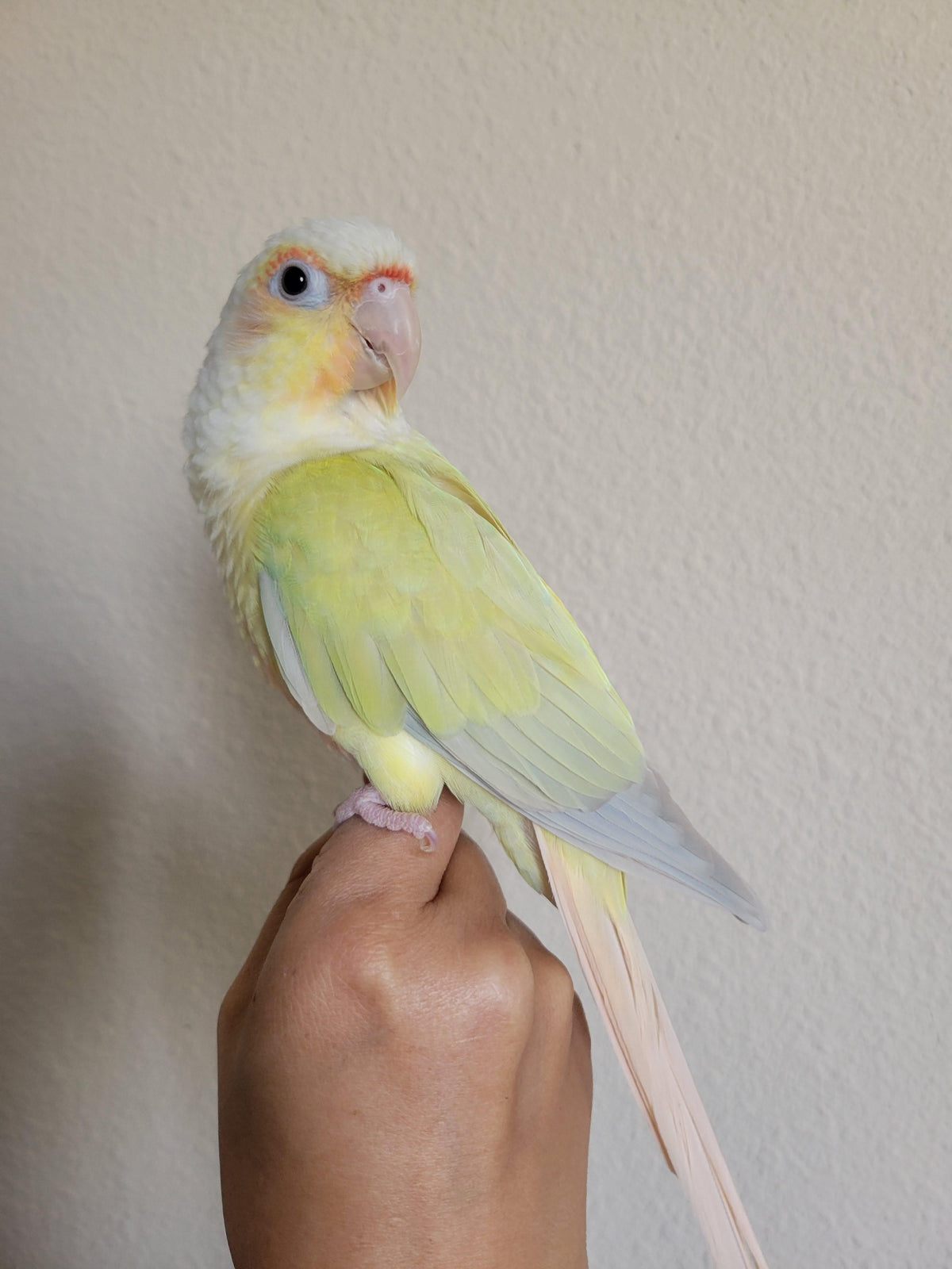 Moon cheek conure
