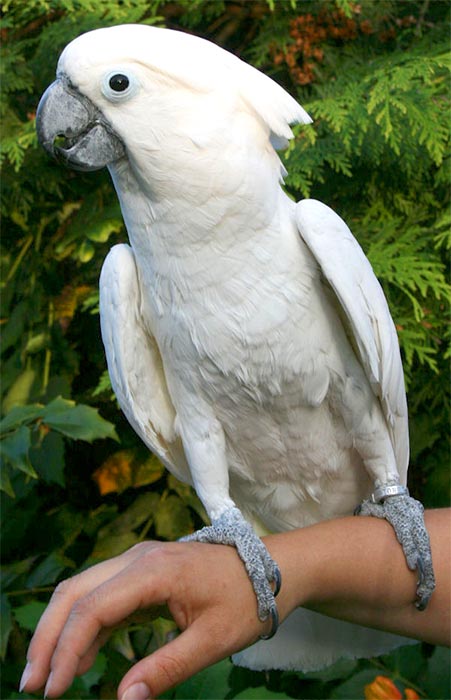 Umbrella cockatoo