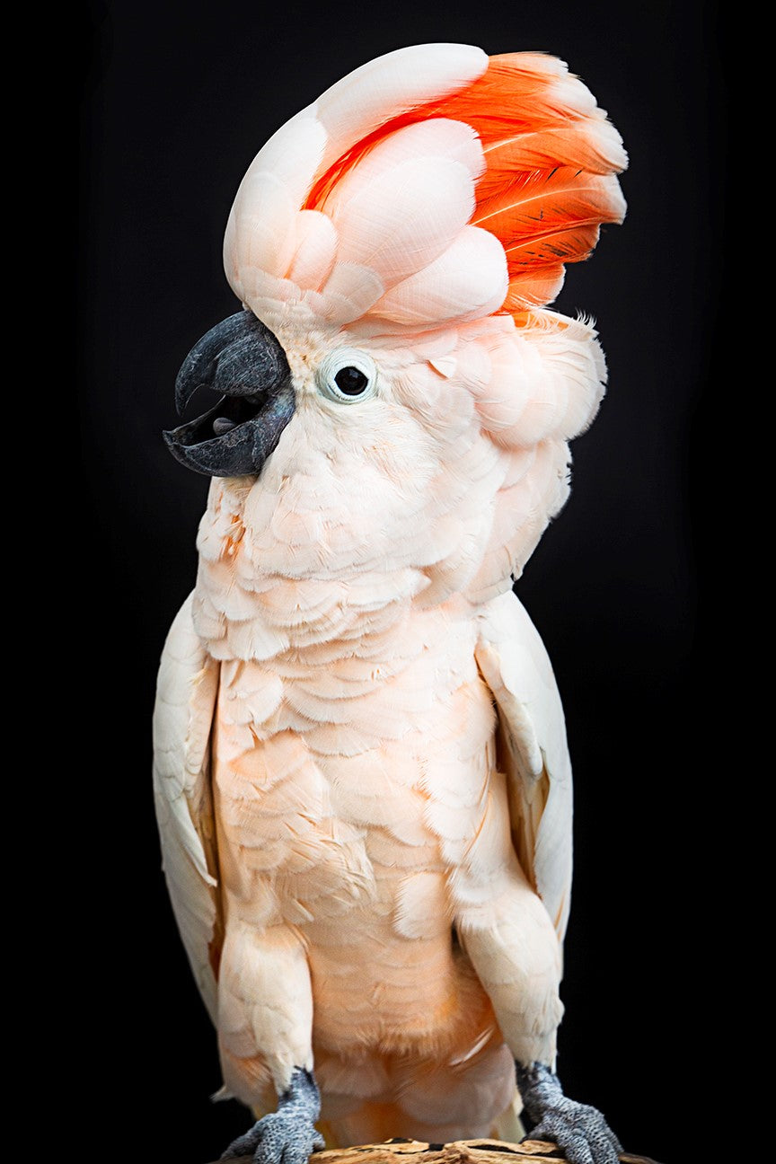 MOLUCCAN COCKATOO