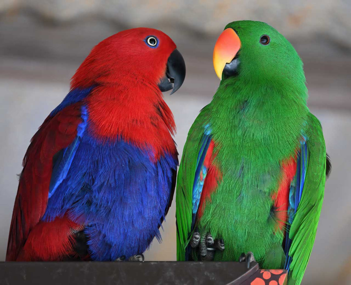 Eclectus