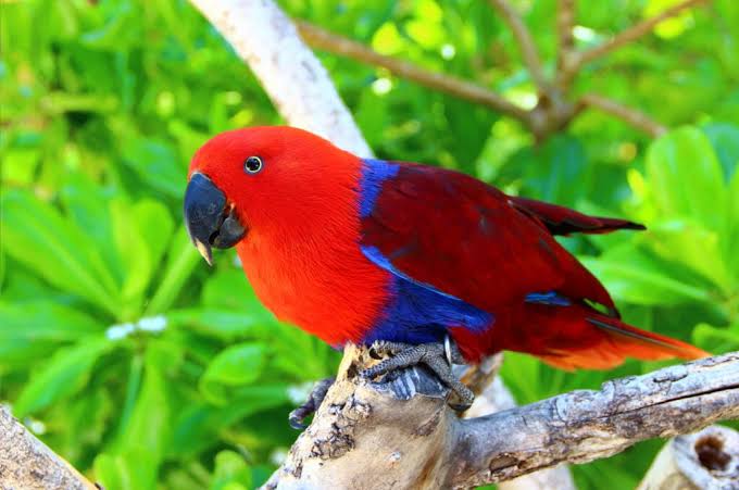 Eclectus