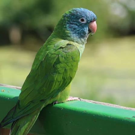 Blue crown conure