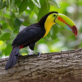 Keel-billed toucan