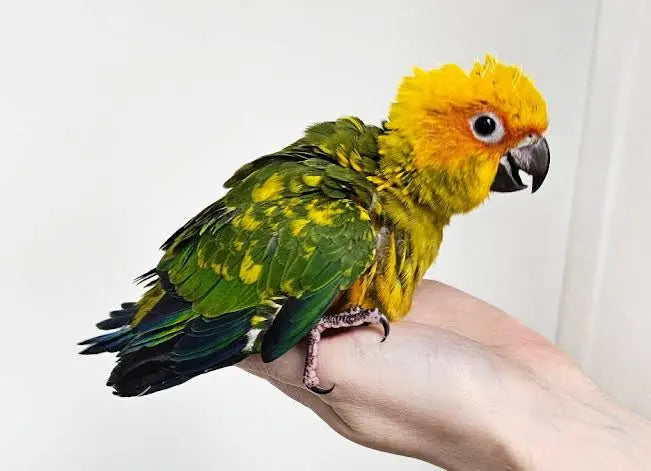 Sun conure