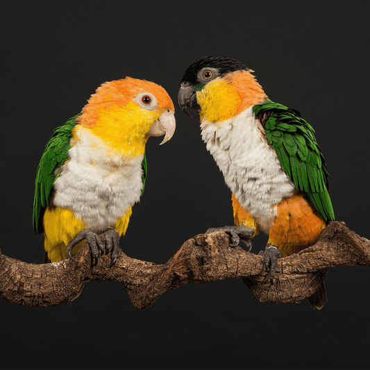 Caique/payasito