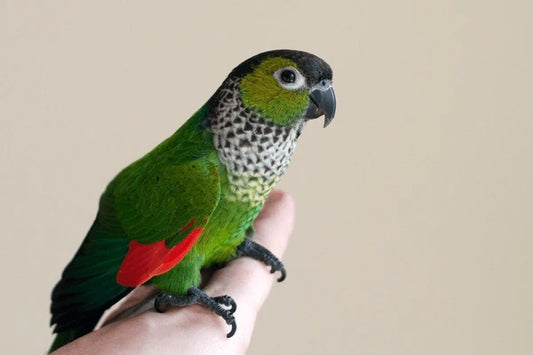 Black cap conure