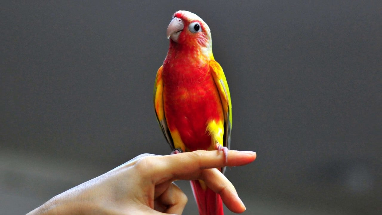 Sun cheek conure