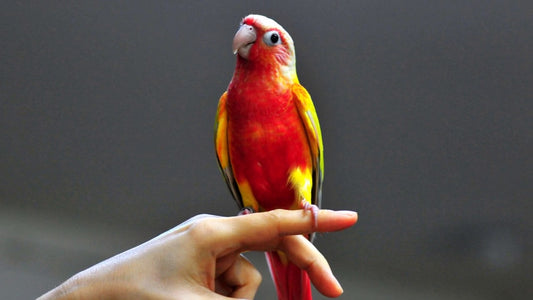 Sun cheek conure