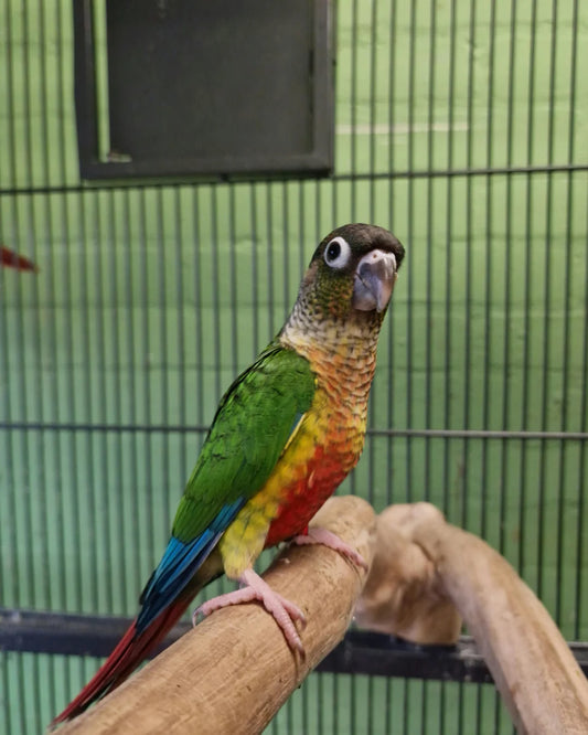 Yellow sided conure