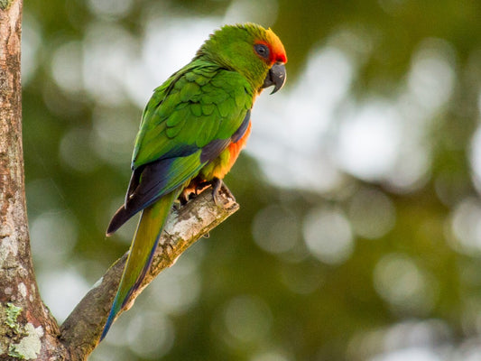 Golden cap conure
