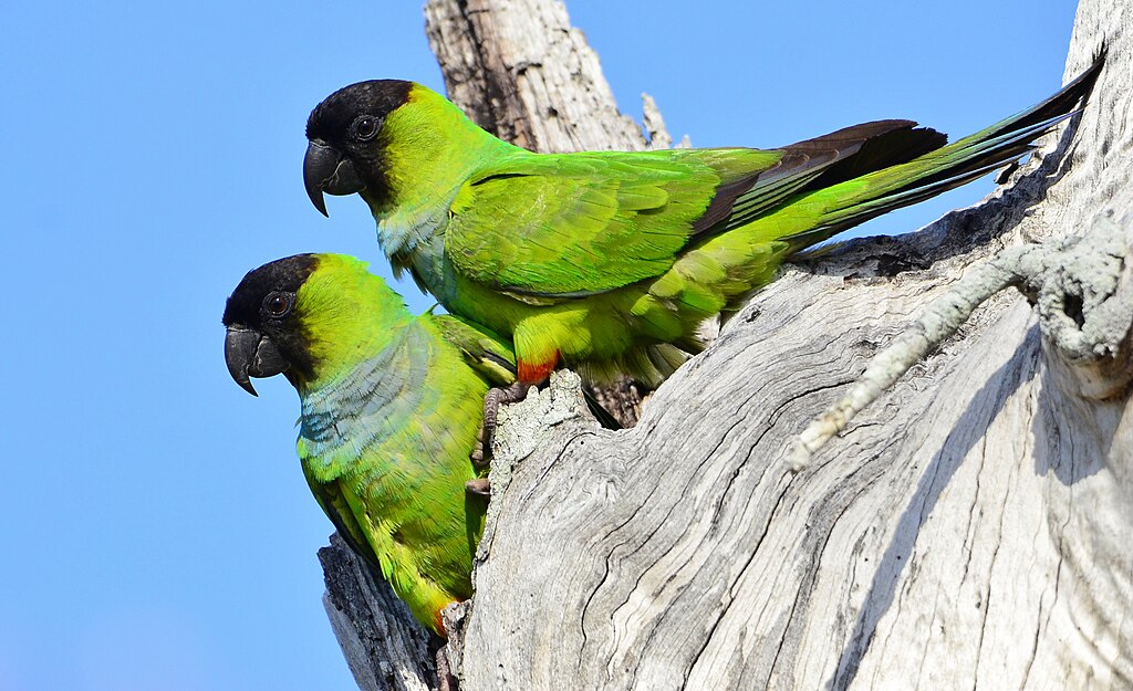 Nanday conure