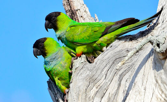 Nanday conure