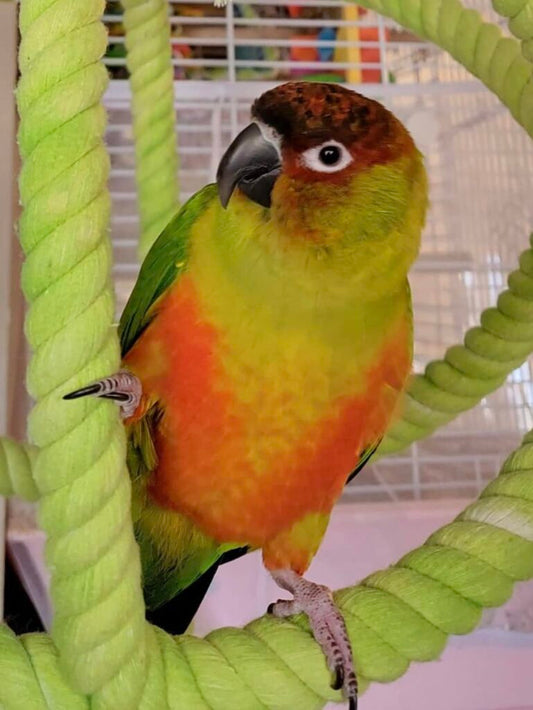 Nansun conure