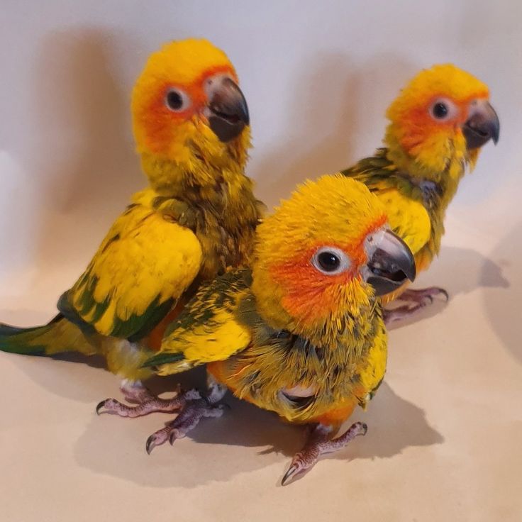 Sun conure