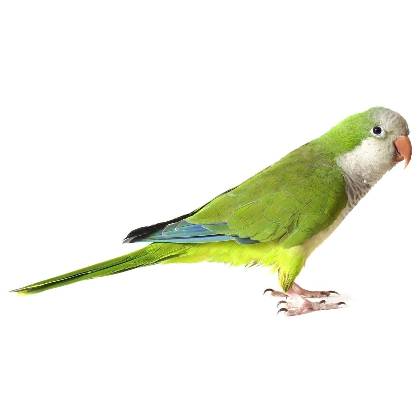 Quaker