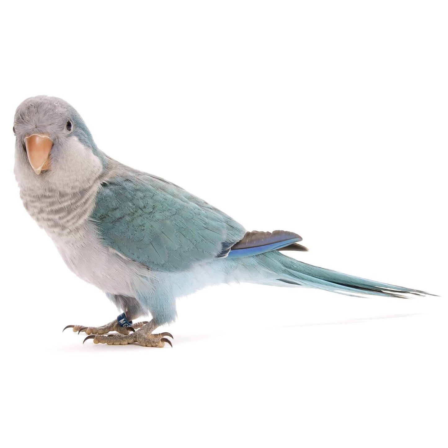 Quaker