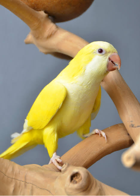 Quaker