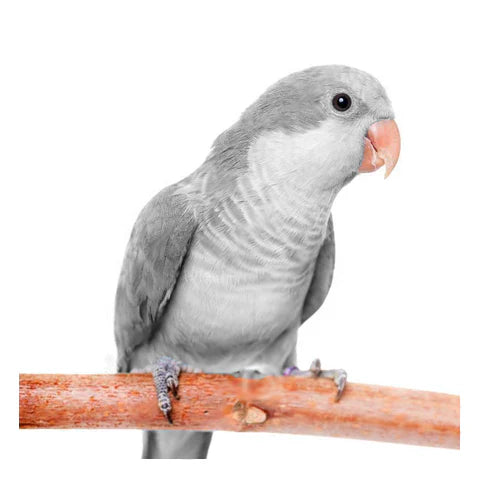Quaker