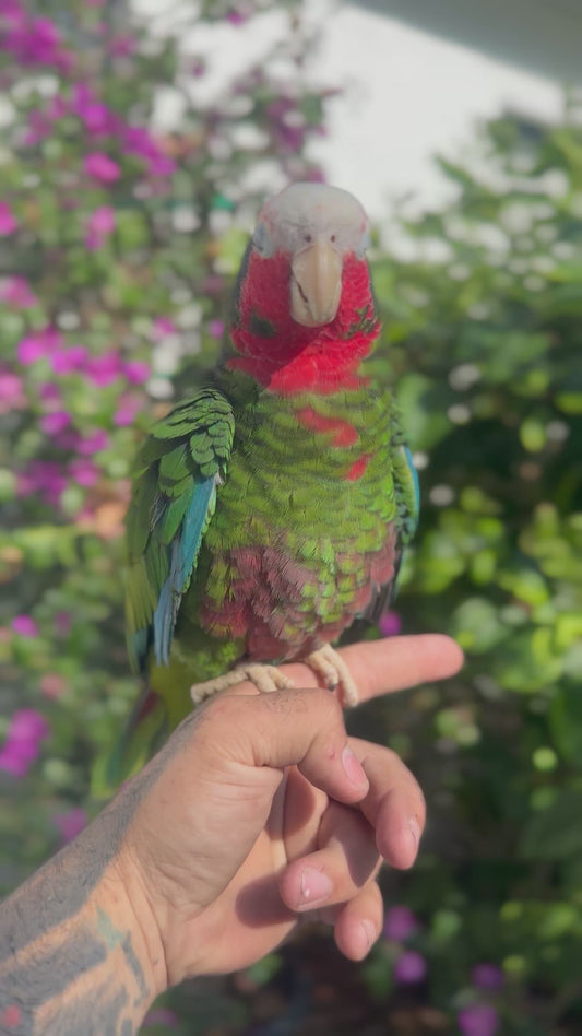 Cuban Amazon